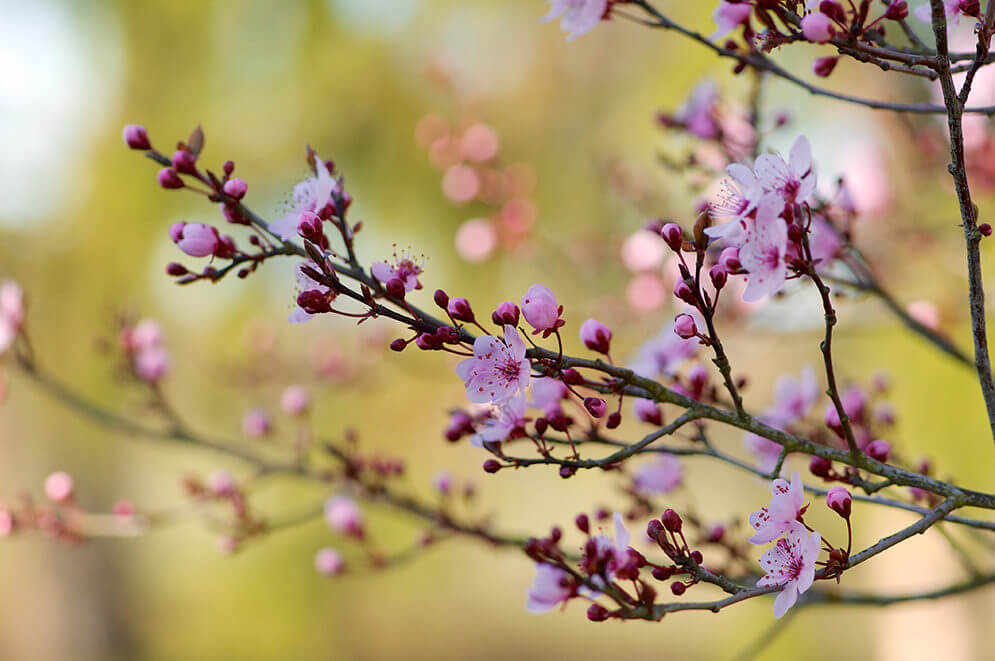 Arbre en fleur