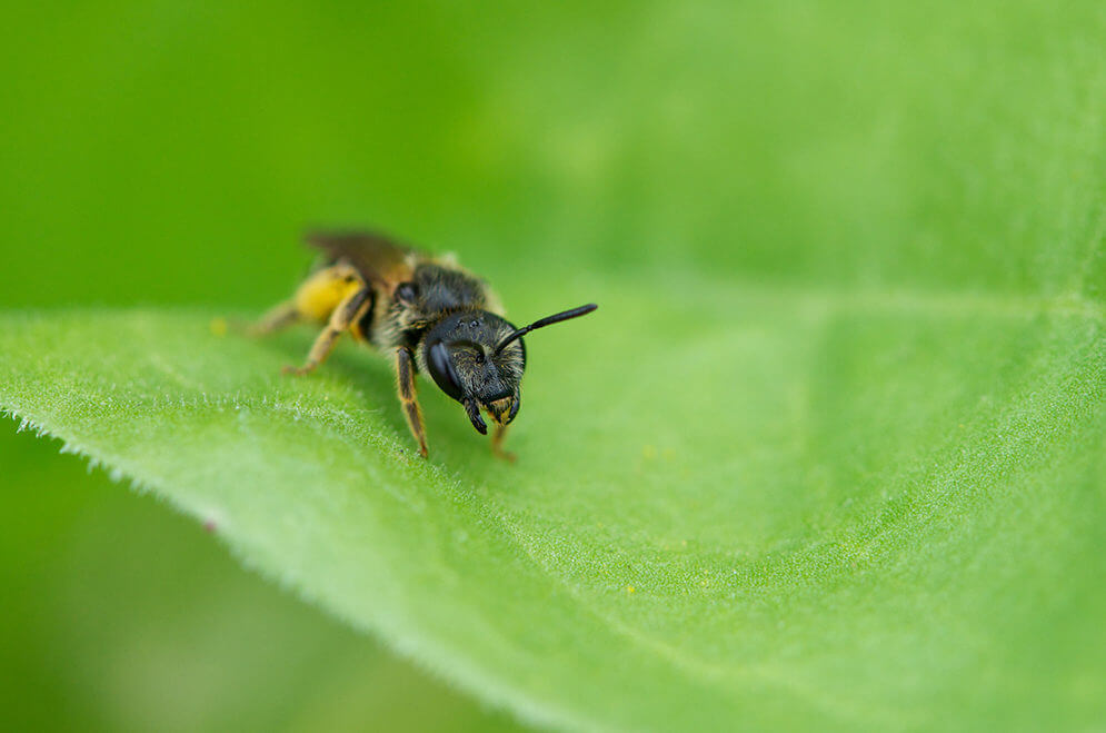 Macrophoto d'insecte