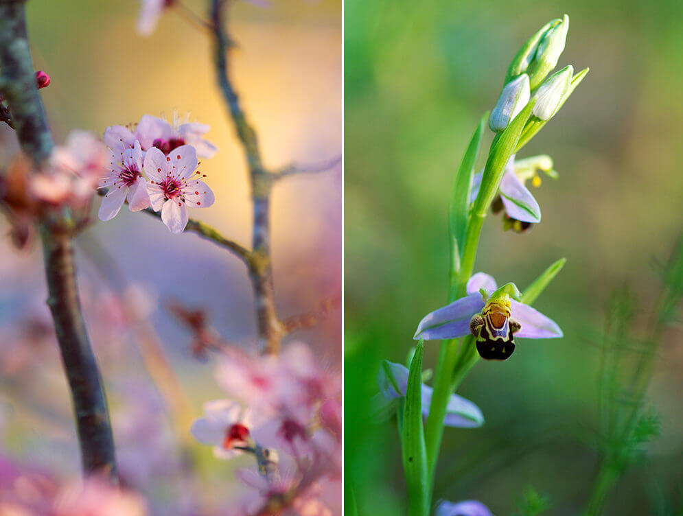 Macro de fleurs