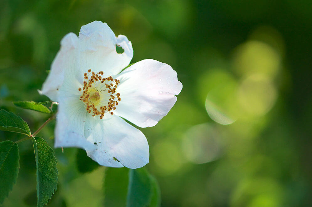 Fleur