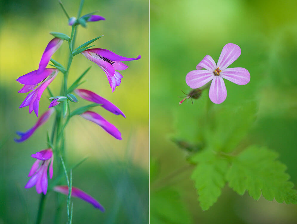 Fleurs sauvages