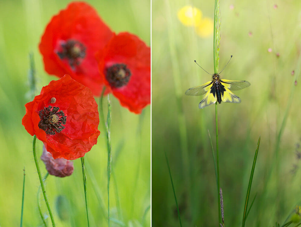 Photo de fleurs et de papillon