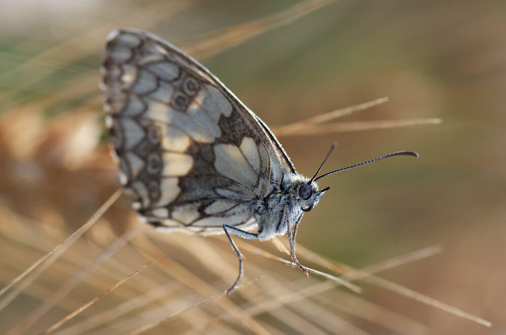 Photo de papillon