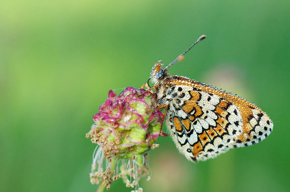 Photographie de Papillon